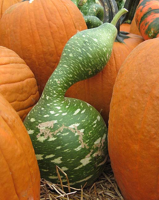 [pumpkins+4.JPG]