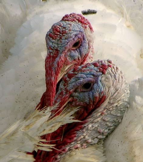 [turkeys.jpg]