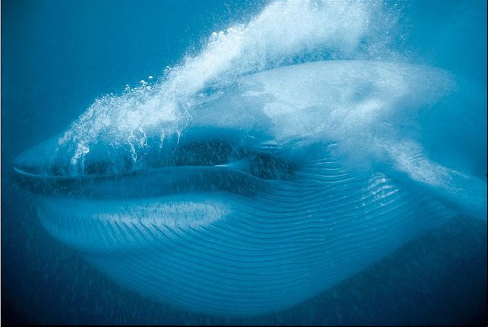 [whale.bmp]
