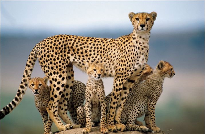 [cheetah.bmp]