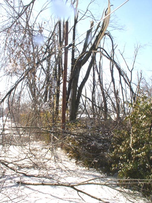 [1946+Madison+back+yard+4.JPG]