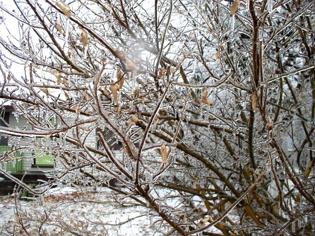 [Frozen+branches+4.JPG]