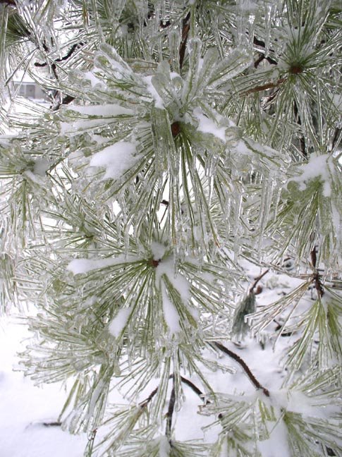 [Frozen+pine+needles.JPG]