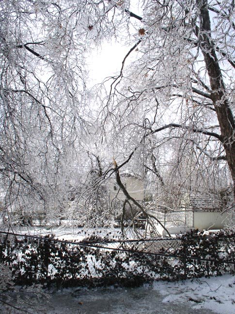 [Frozen+tree+tops+4.JPG]