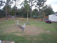 My Feathered Friends