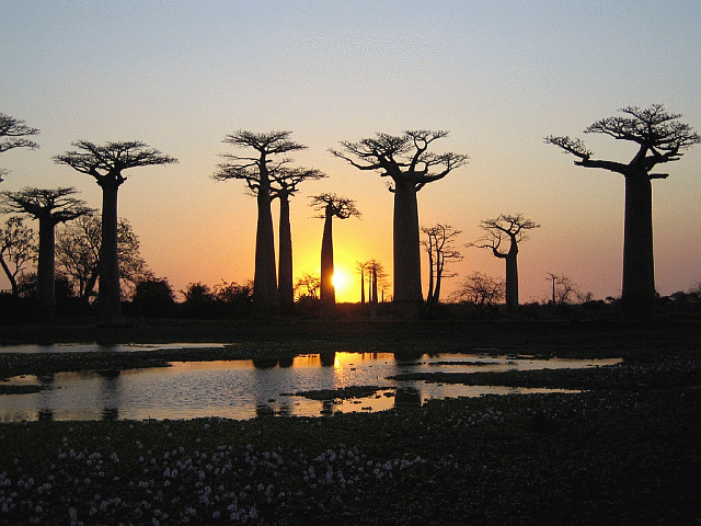 FLORA FAUNA AFRICA flora fauna africa: