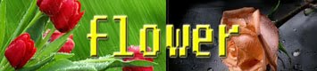 flower picher