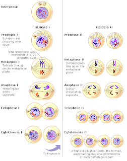 Beginning Of Meiosis