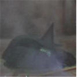 http://1.bp.blogspot.com/_bSk6yN_RU3Q/S13BxC15hfI/AAAAAAAAFfk/Amf_M2cCD3E/s400/Wicked+Witch+almost+melted.jpg
