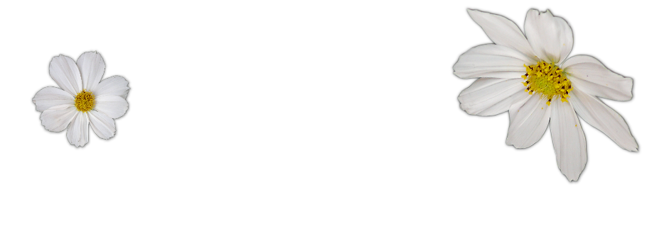 Vanessa Arts