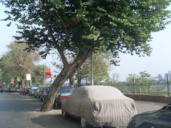 Cuidado con el árbol!!!!