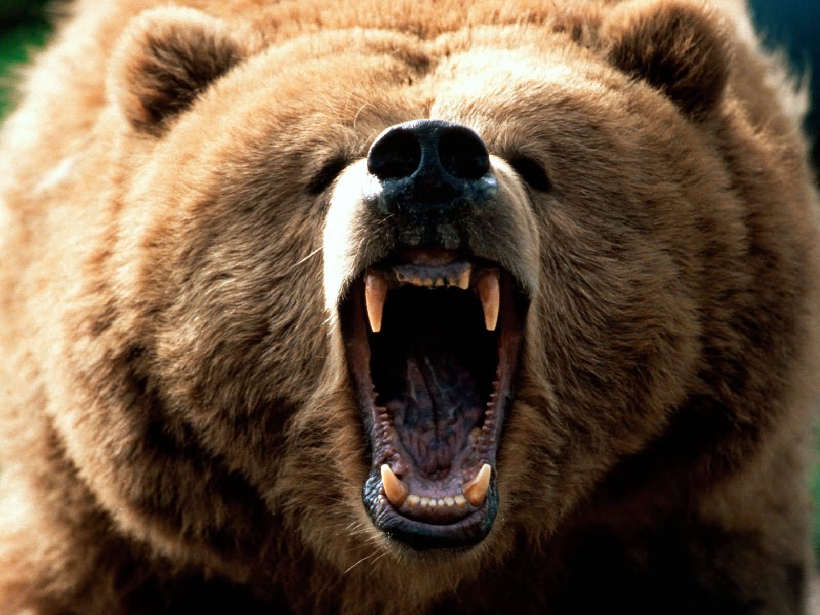 picture stock market bear trap definition