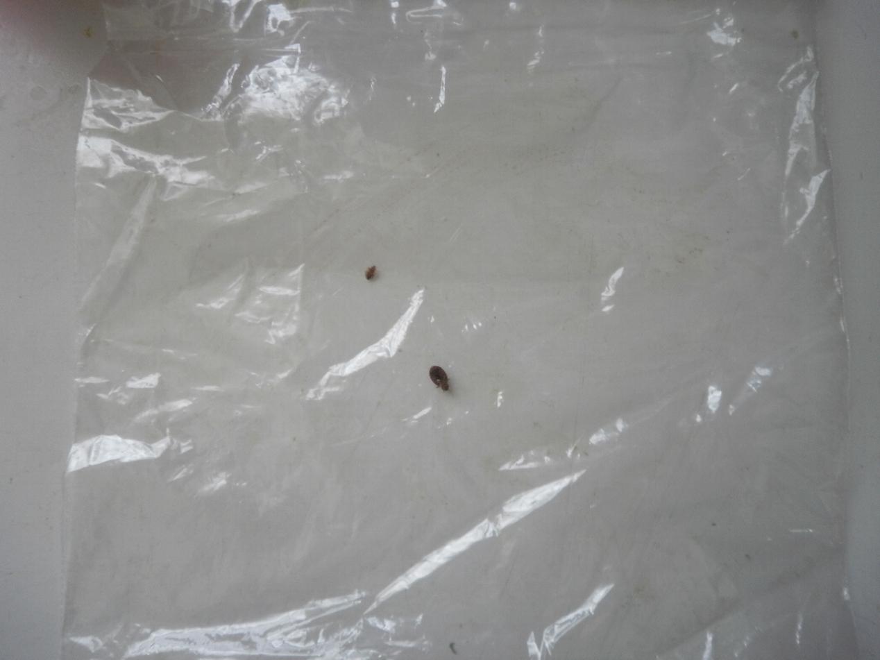 The Making of a Pathologists' Assistant The Anatomy of a Bed Bug War
