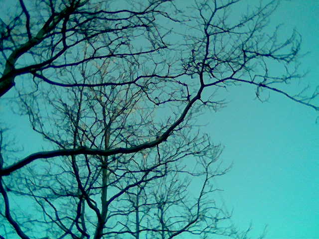 [blue+sky+trees.jpg]