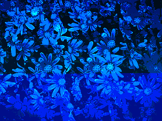 [margaridas_Azuis.png]