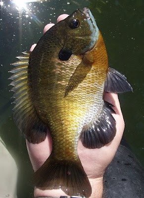 Brim Fish