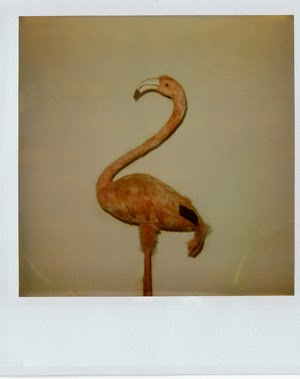 Pink Flamingo