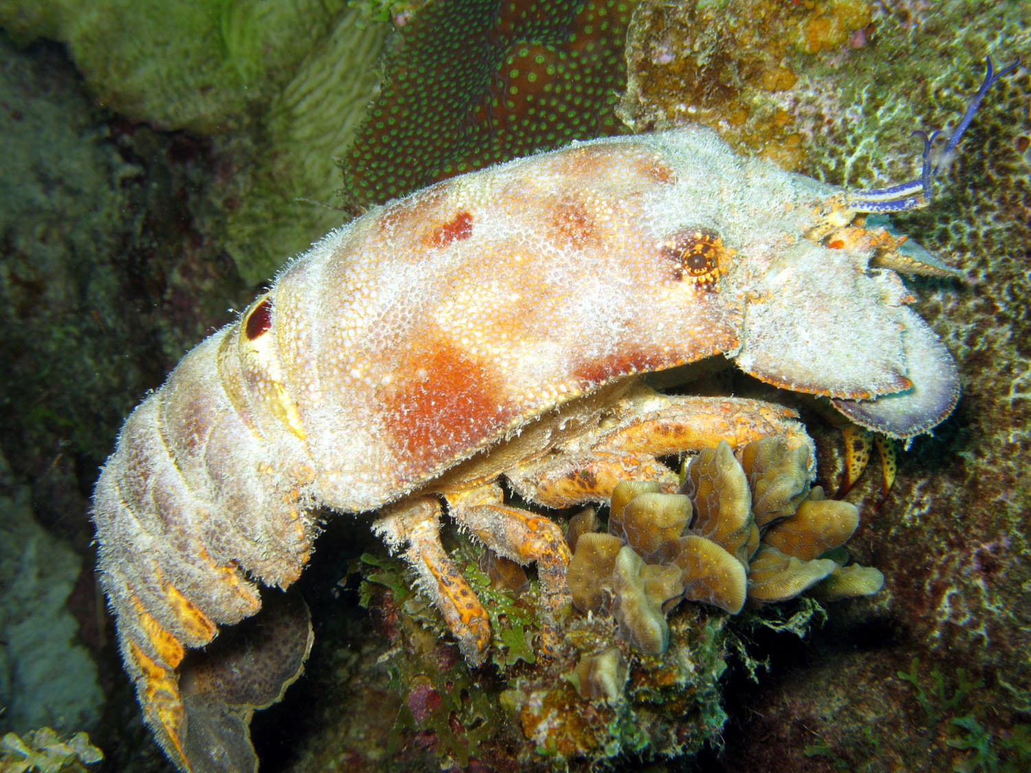 Rambling Jill Spanish lobster