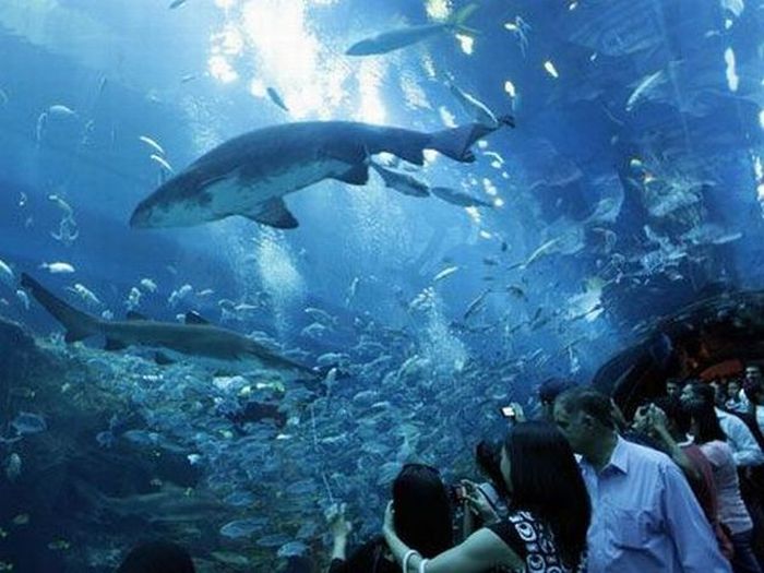 dubai mall images. Giant Aquarium in Dubai Mall