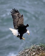[150px-haliaeetus-leucocephalusFWS.jpg]