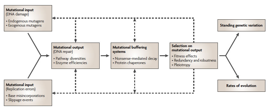[MutationsFlowchartAug2008.jpg]