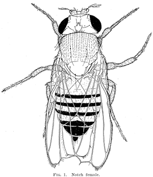 [MorganNotchFly1917.gif]