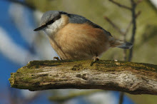 Nuthatch, Chopwell Wood, January 2010