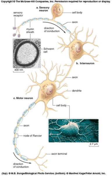 Davison: Compendium Review Unit 3/ Topic 1: Enviromental Interactions