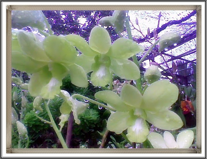 Green Dendrobium