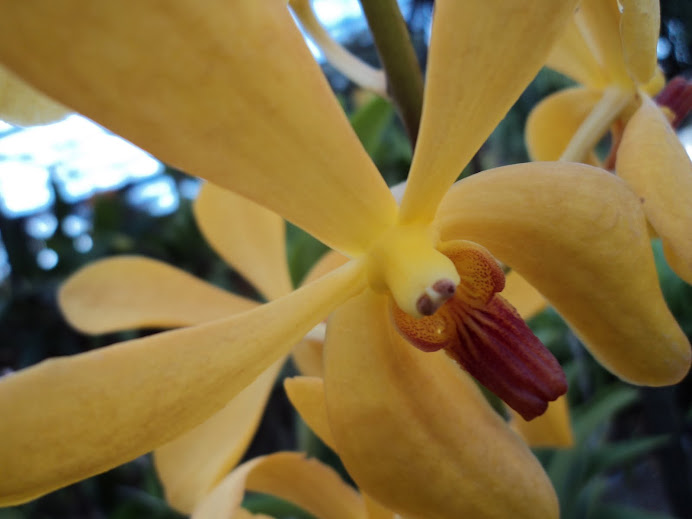 yellow vanda