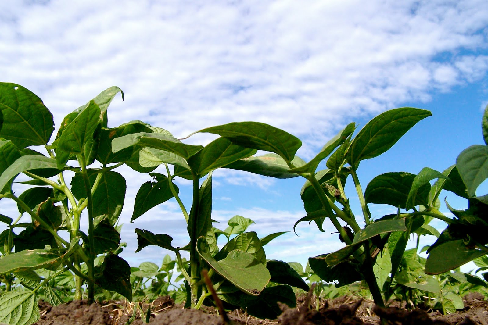 Griggs Dakota Cultivating Pinto Beans