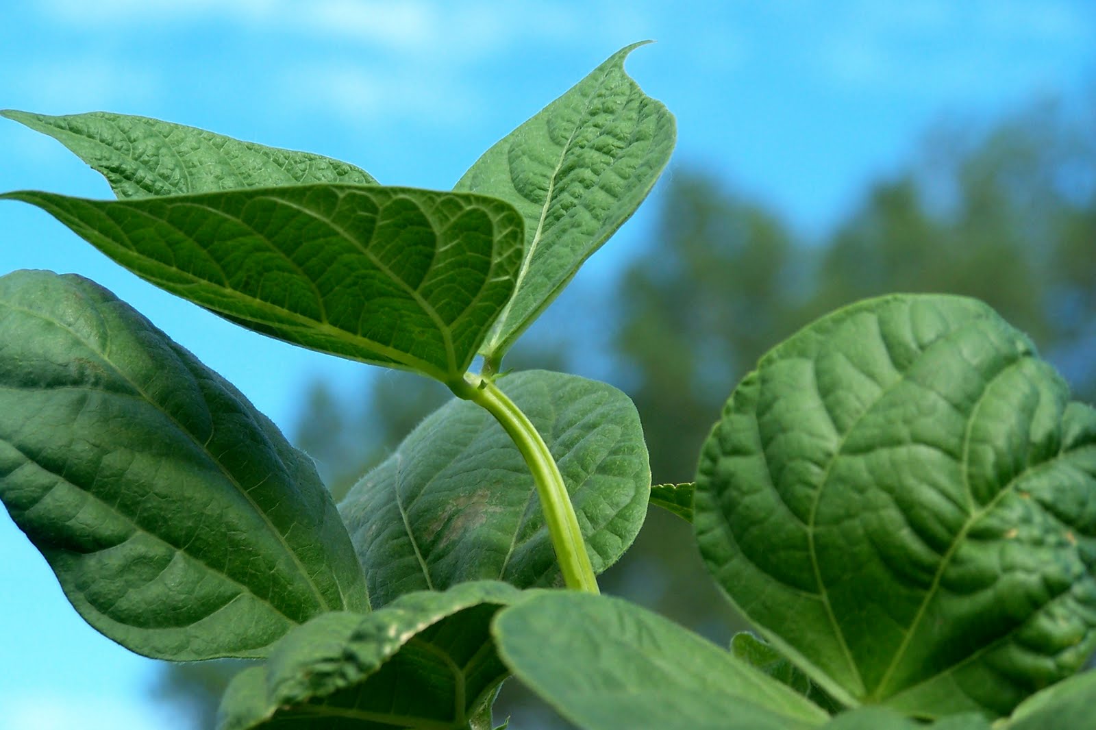 Griggs Dakota Cultivating Pinto Beans