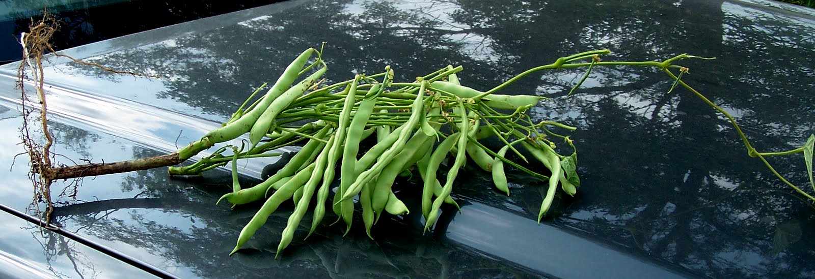 Griggs Dakota AdFarm Pinto Beans Coming on Strong