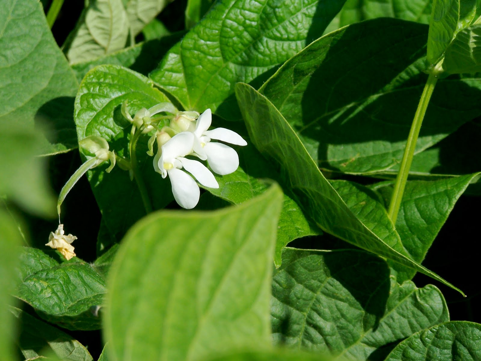 Griggs Dakota AdFarm Pinto Beans Vining and Blossoms