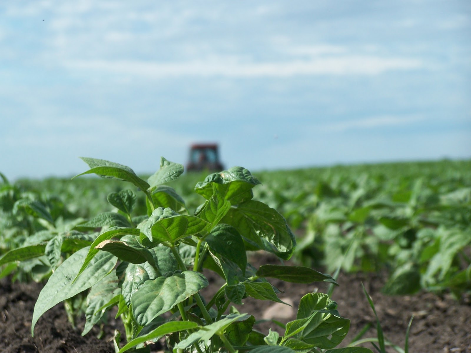 Griggs Dakota Raising Pinto Beans Through the Seasons