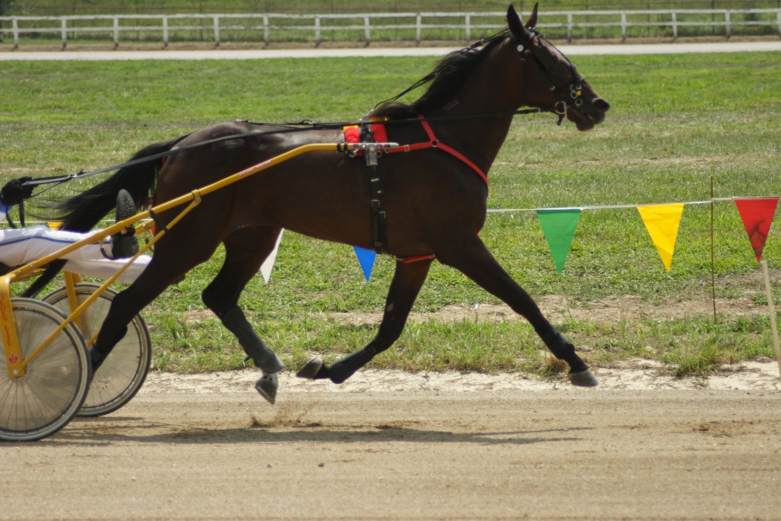 [FairHarnessRace01.JPG]