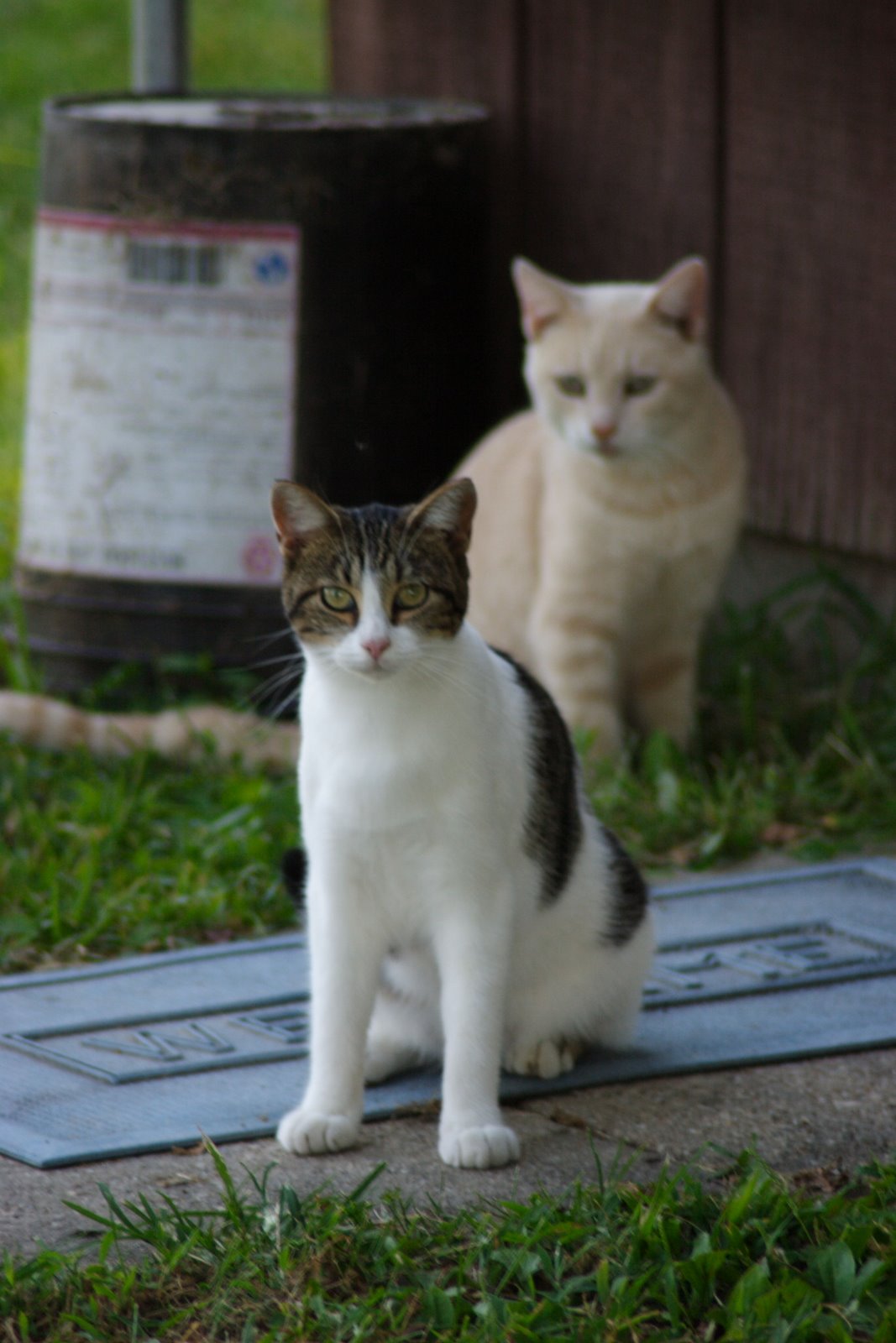 [RachaelsCats01.JPG]