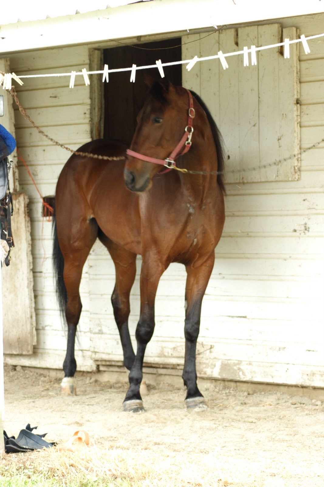 [FairHorseBarn03.JPG]