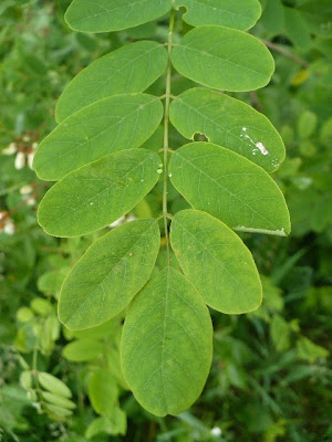 Black Locust Leaves