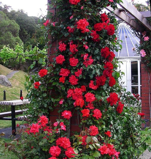 Rose Lovers red rose tree