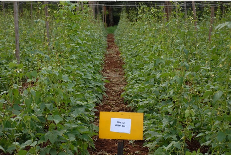 How farmers can double their bean yield production