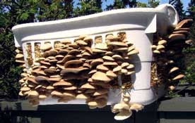mushrooms grow growing mushroom diy oyster grounds preserving gourmet waste cleaning coffee tools prepperfortress let dvds mycology cool