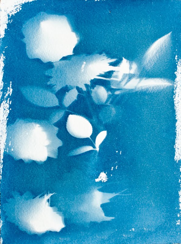 Cyanotype Photography