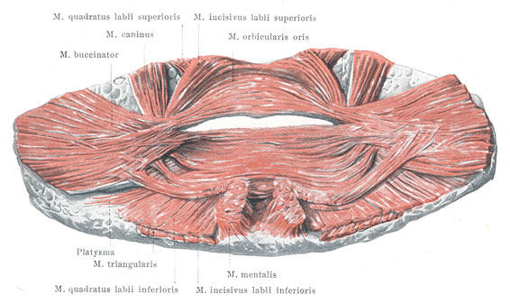 Trimmed and Burning: Looking at details of facial anatomy