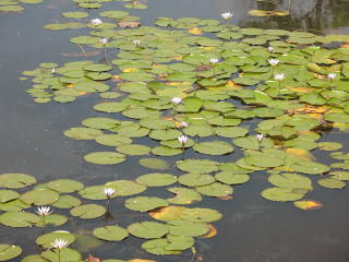 Lotus in Kodai Lake