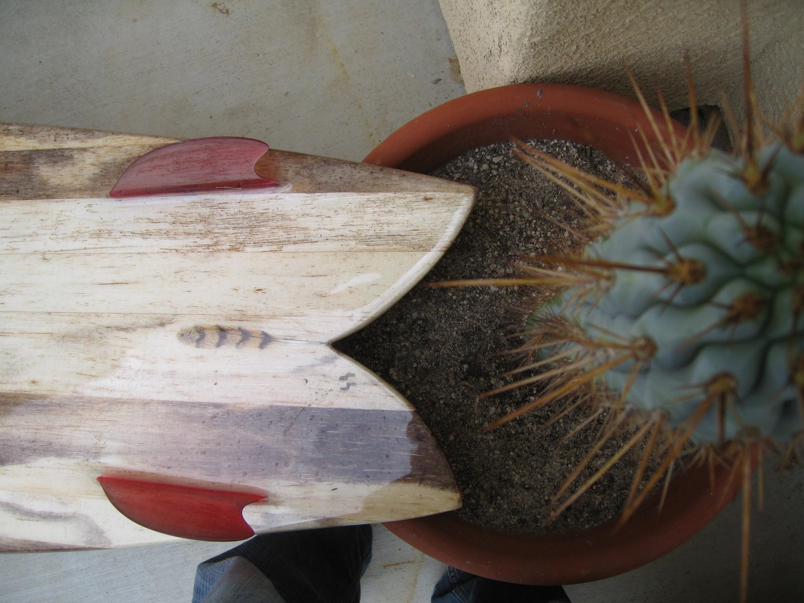 [agavecactus.JPG]