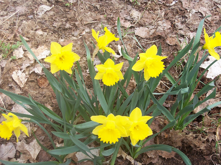 Spring Flowers