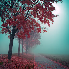 My Photo