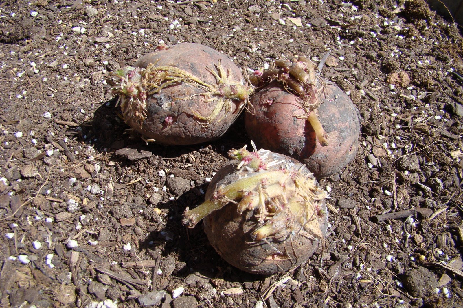 Our Treasured Home Planting Potatoes