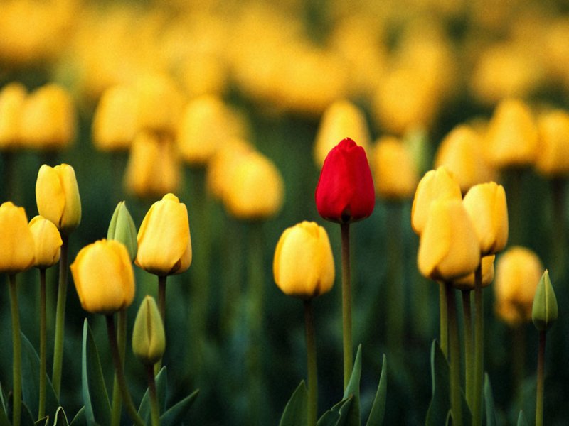 [red+tulip.jpg]